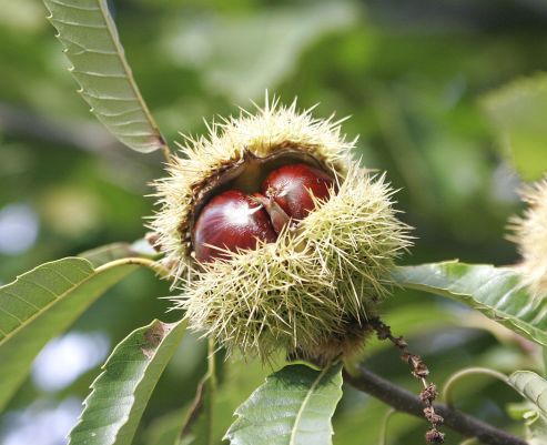Castagne, proprietà, benefici e ricette da provare