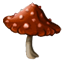 Speciale funghi