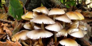Leggi tutto: I funghi, conoscerli e cucinarli