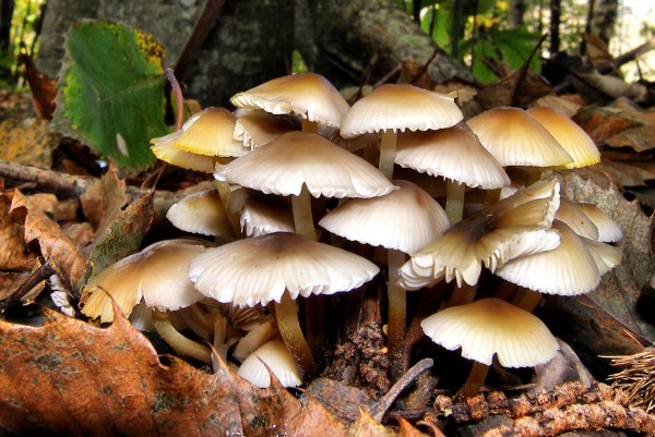 I funghi, conoscerli e cucinarli