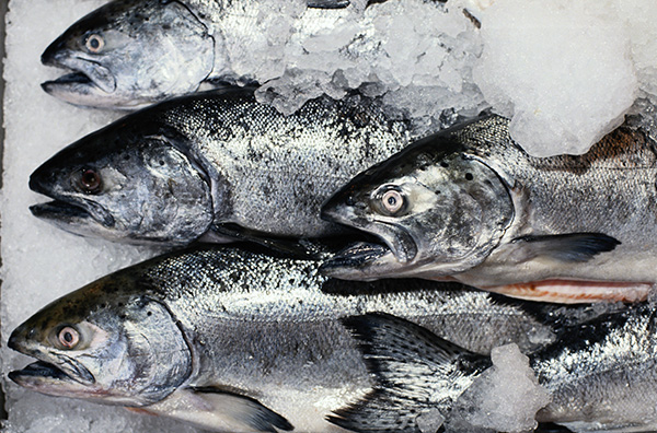 Slow Fish - Genova