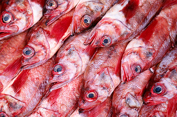 Il pesce alt