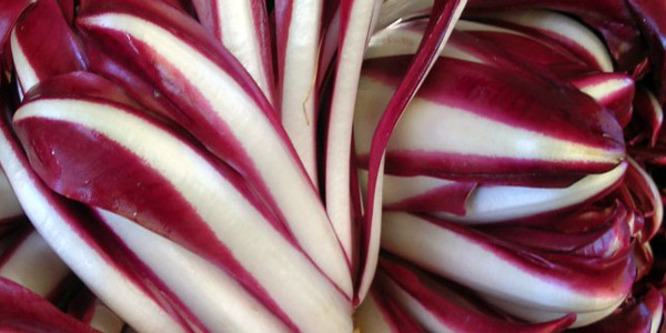 Il radicchio rosso di Treviso